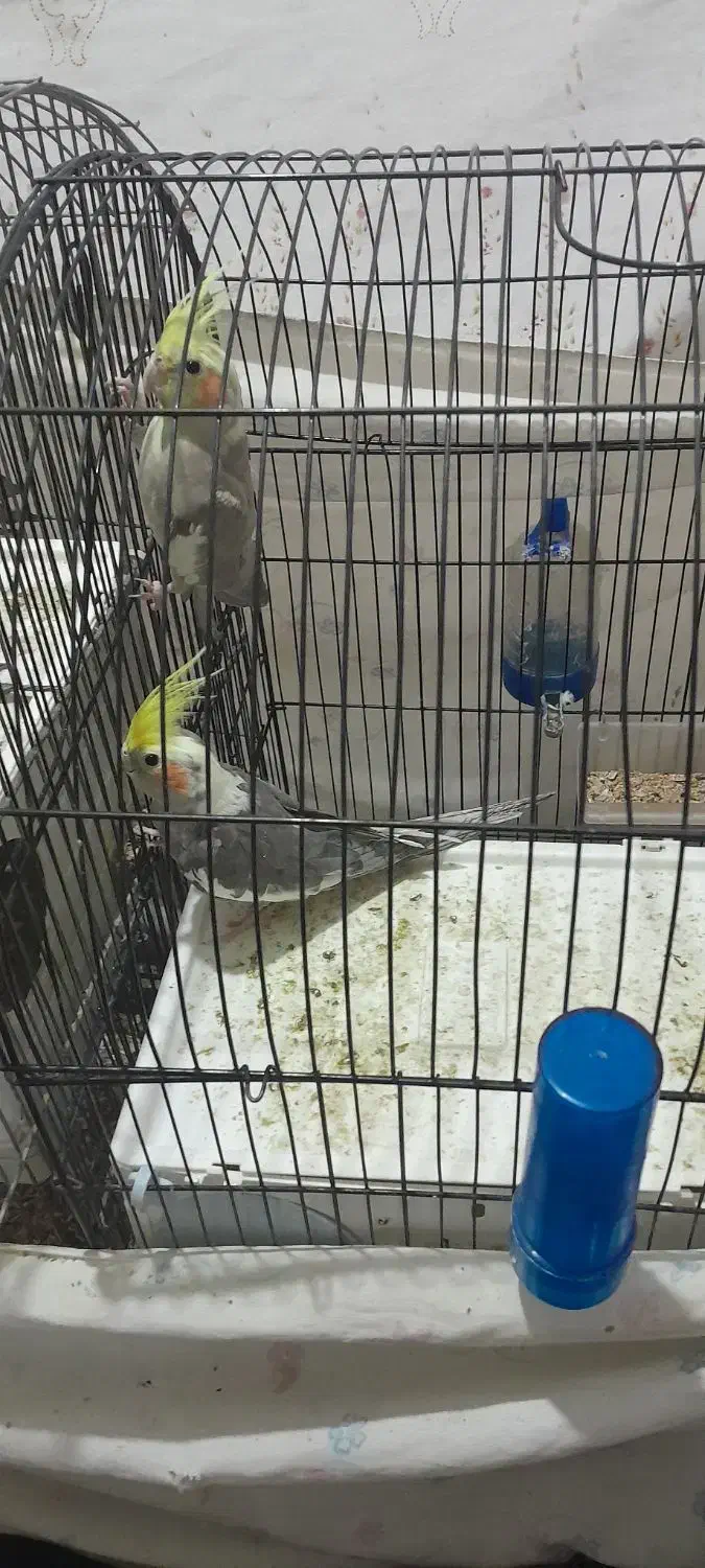 عروس هلندی|پرنده|دورود, |دیوار