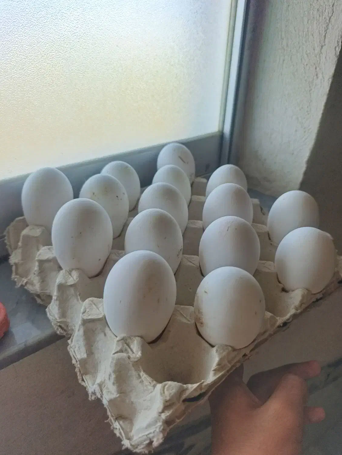 تخم غاز نطفه دارو اردک اسرائیلی|حیوانات مزرعه|سیمین شهر, |دیوار