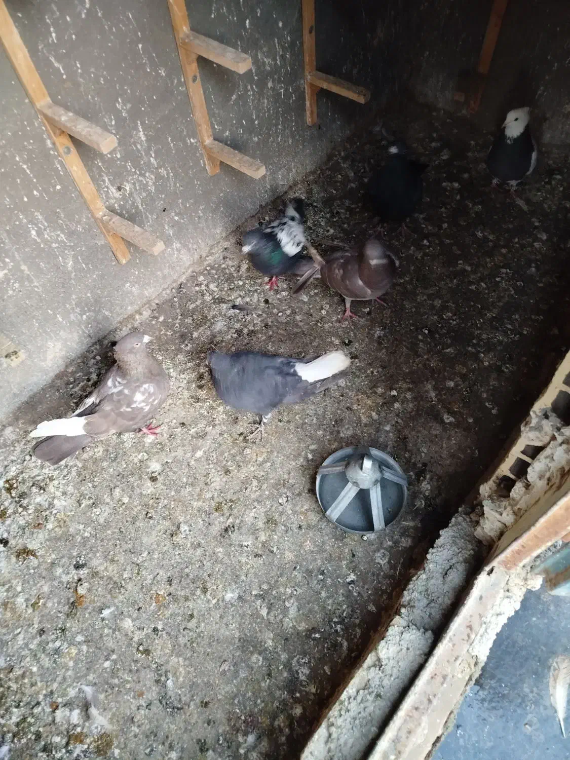 کفتر|پرنده|مشهد, ابوذر|دیوار