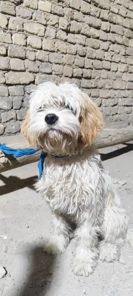 واگذاری سگ پاپی|سگ|خمینیشهر, |دیوار