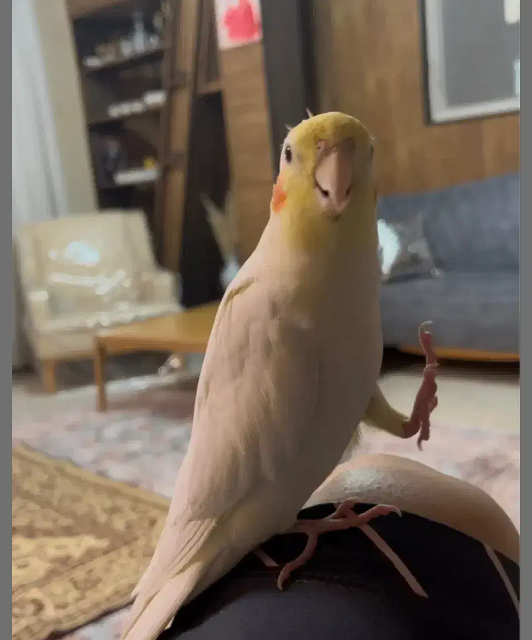 عروس هلندی گمشده|حیوانات|شیراز, زرهی|دیوار