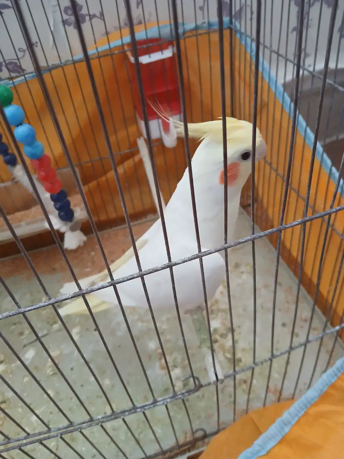 عروس هلندی|پرنده|یزد, |دیوار