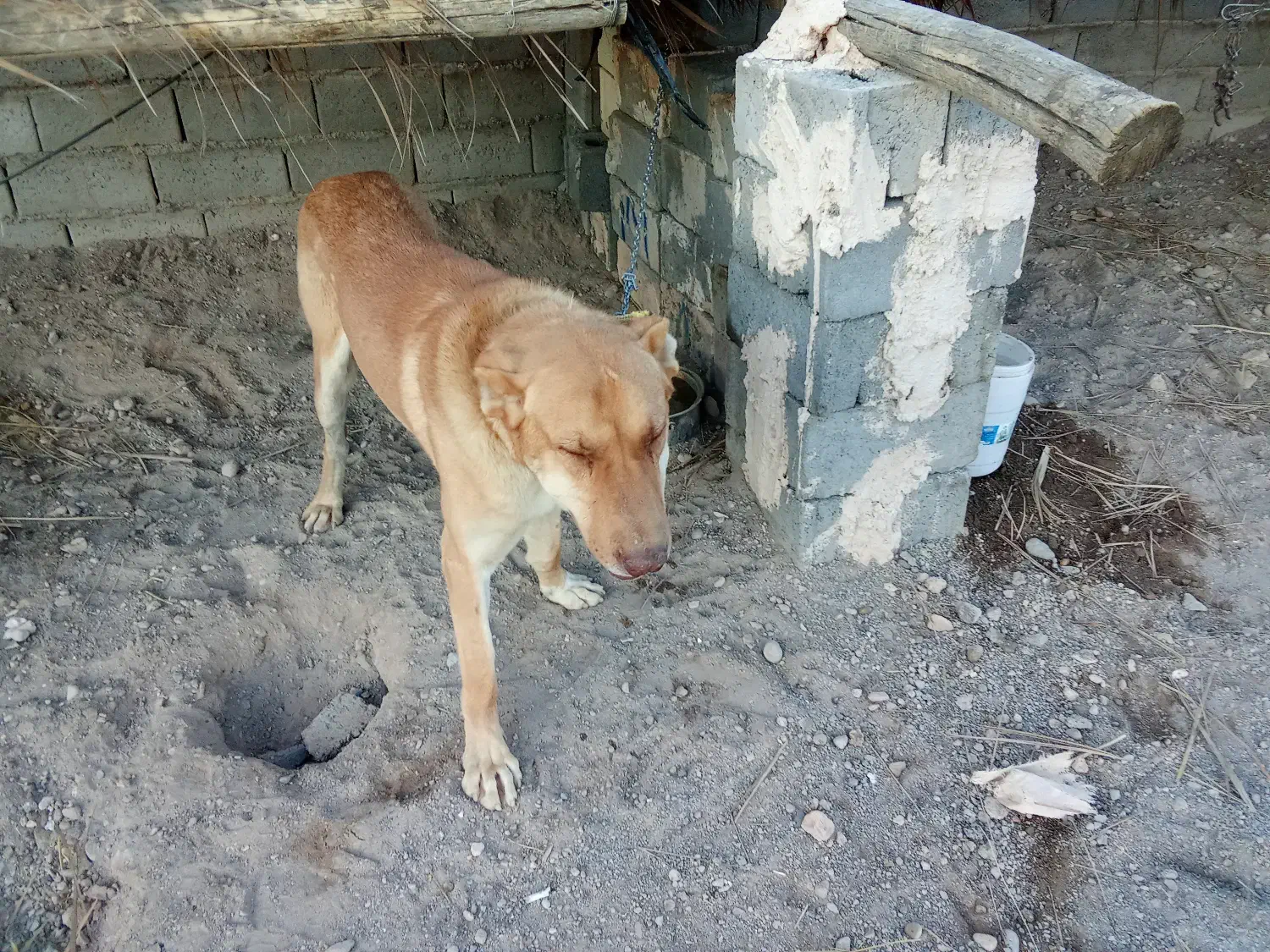 سگ سرابی|سگ|شهر بابک, |دیوار