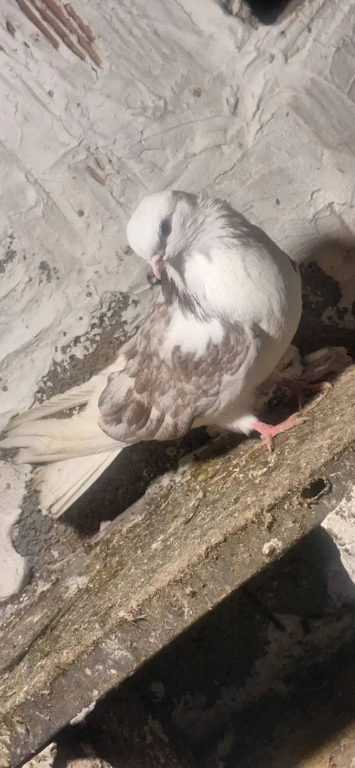 ۳ عدد کبوتر ماده|پرنده|گرمی, |دیوار