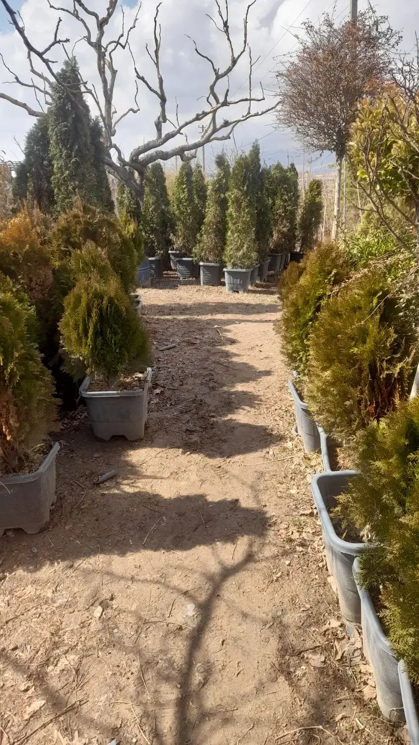 کود.خاک .نهال.باغبانی.آبسرد|خدمات باغبانی و درختکاری|آبسرد, |دیوار