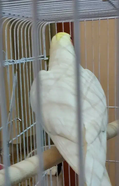 طوطی عروس هلندی لوتینو نر|پرنده|اردبیل, |دیوار