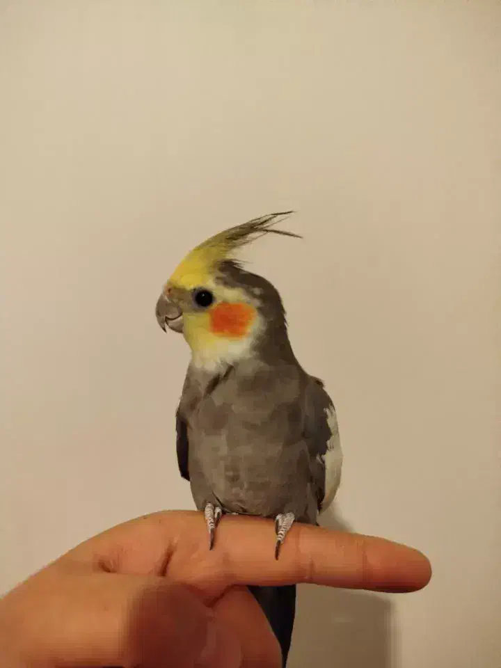 عروس هلندی دو عدد نر سخنگو و یک عدد ماده و قفس|پرنده|ساوه, |دیوار