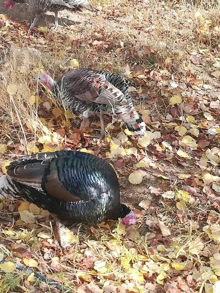 بوقلمون|حیوانات مزرعه|سارال, |دیوار