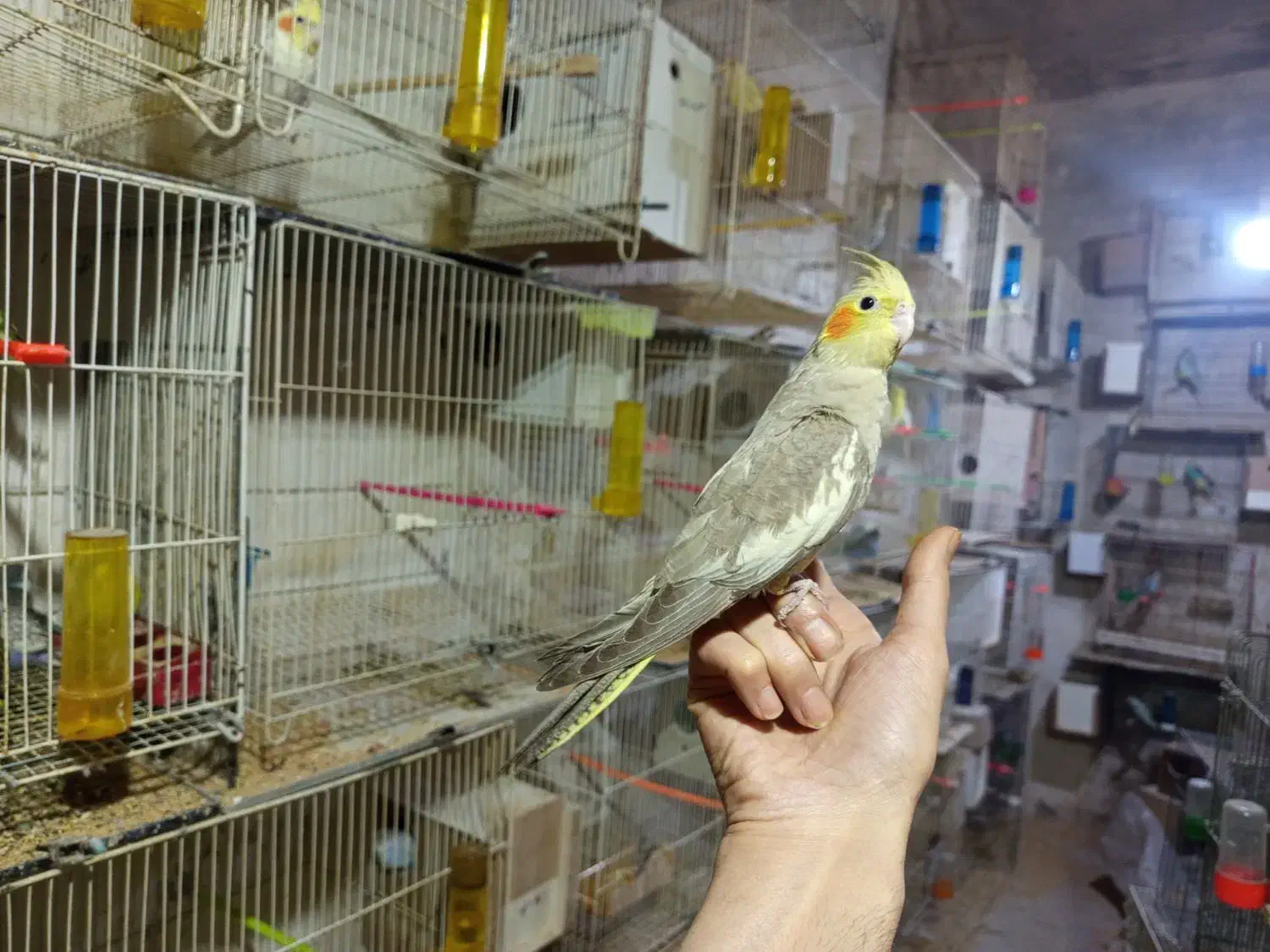 عروس هلندی آهویی|پرنده|تربت‌حیدریه, حسنی بالا|دیوار