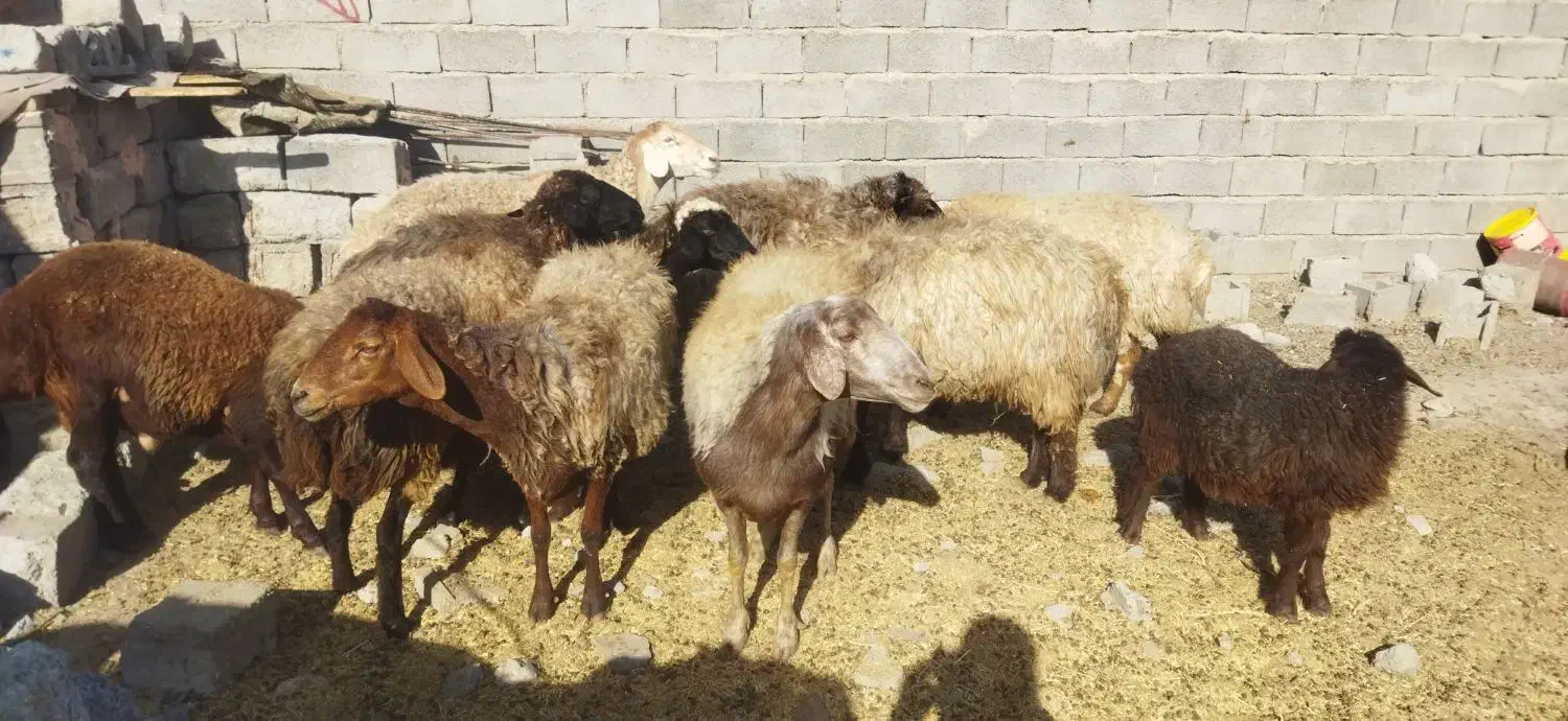میش آبستن  بره شیری رگا شده   مرغ و خروس برهما|حیوانات مزرعه|سبزوار, صالح آباد|دیوار