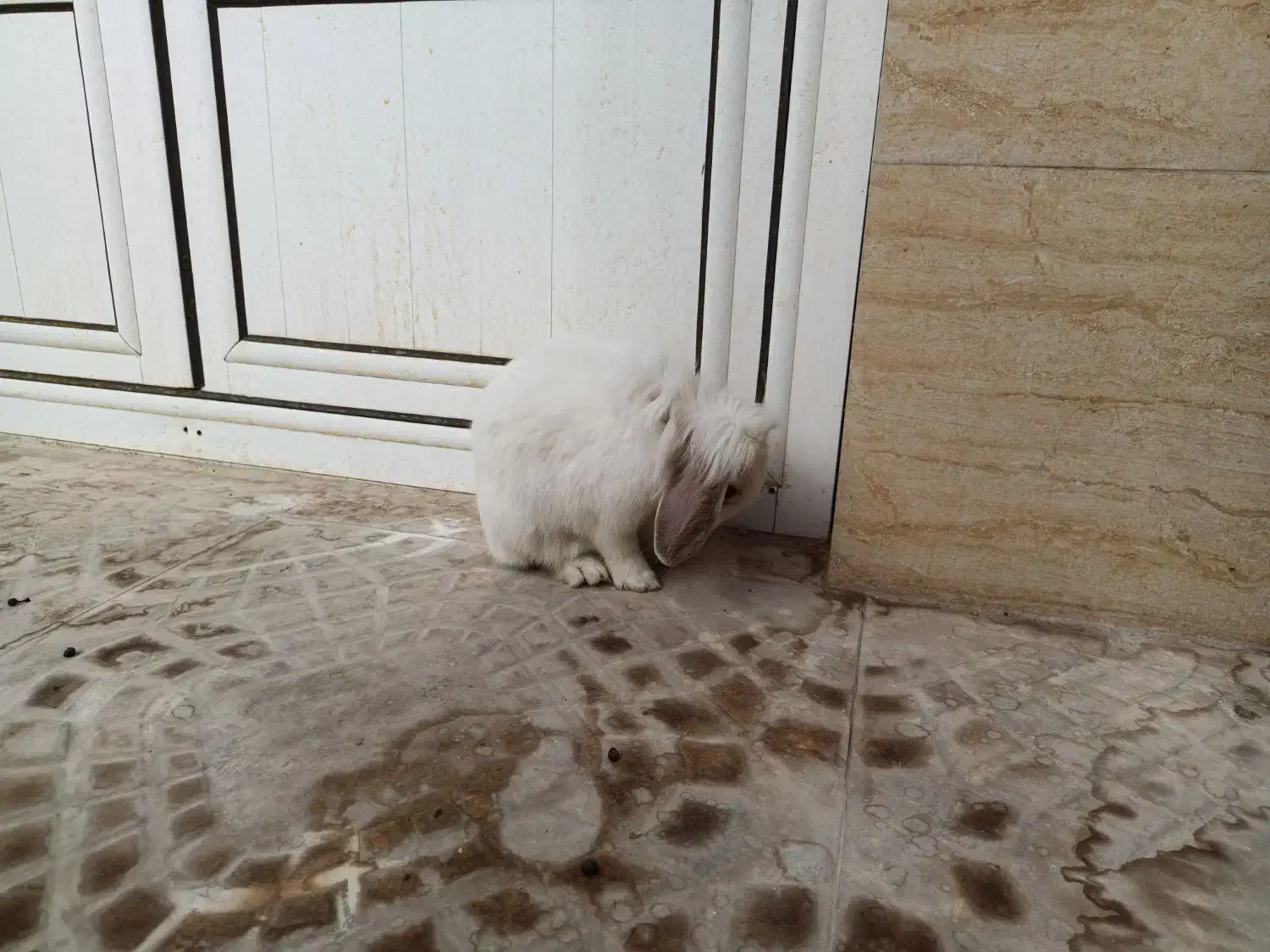 خرگوش ماده نژاد لوپ( عادت ماهانه ندارد )همراه قفس|موش و خرگوش|زنجان, |دیوار