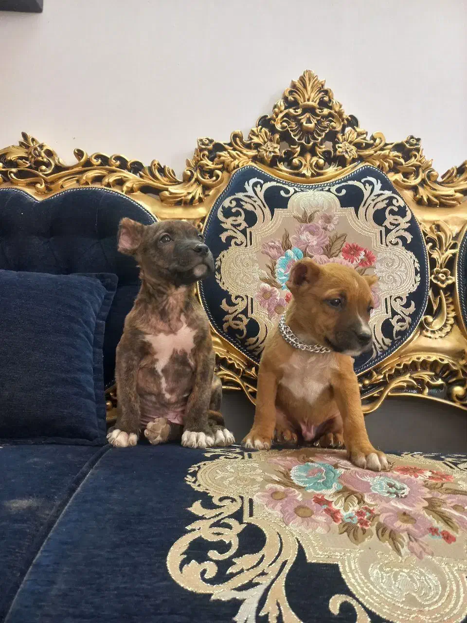 توله نر پیتبول|سگ|تربت جام, المهدی|دیوار