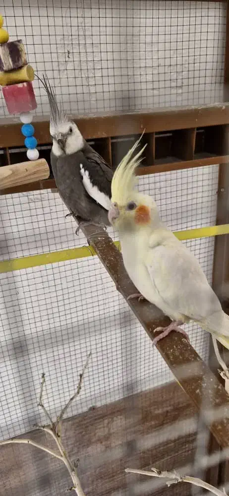 عروس هلندی|پرنده|انار, |دیوار