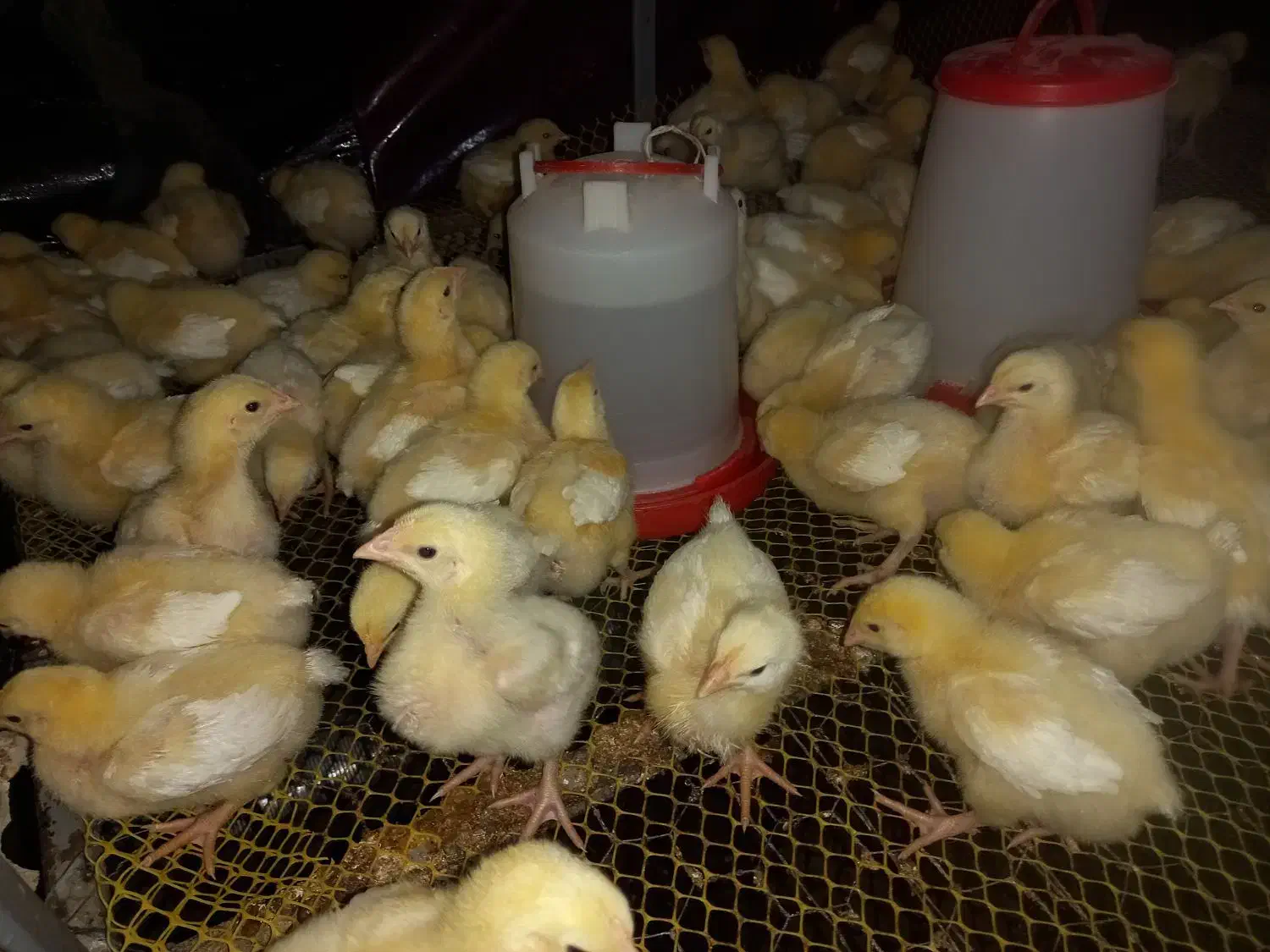 جوجه گوشتی راس ۱۰روزه واکسن خورده تضمینی مرغداری|حیوانات مزرعه|فرمهین, |دیوار