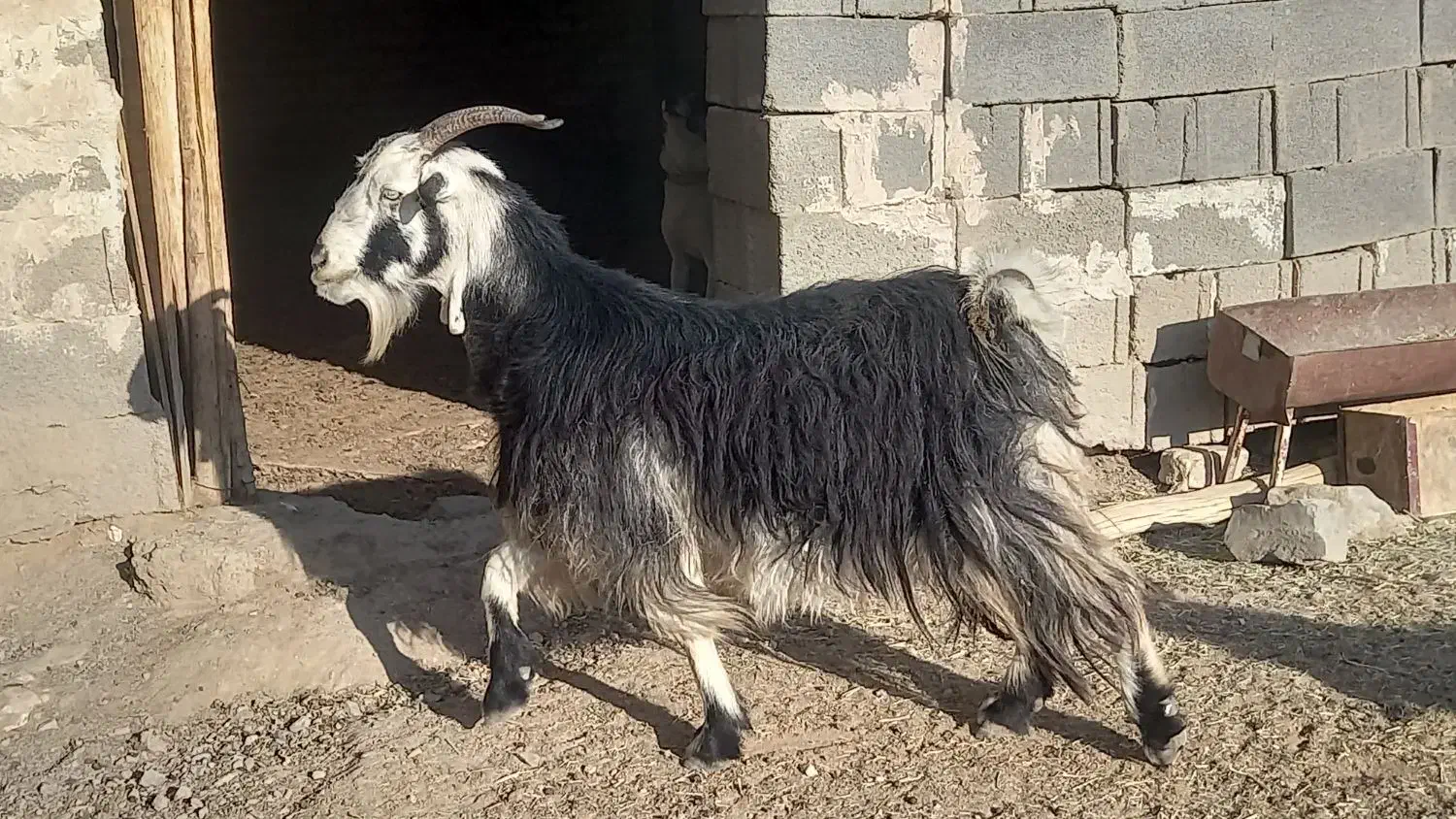 کهره چاق بز آبستن|حیوانات مزرعه|مرودشت, پشت سایپا|دیوار