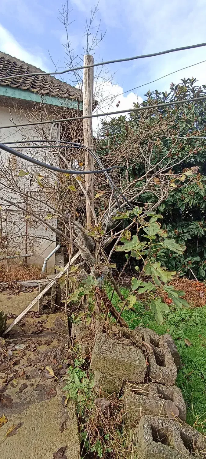 فروش نهال ازگیل.گردو.انجیر در ویزنه|گل و گیاه طبیعی|چوبر, |دیوار