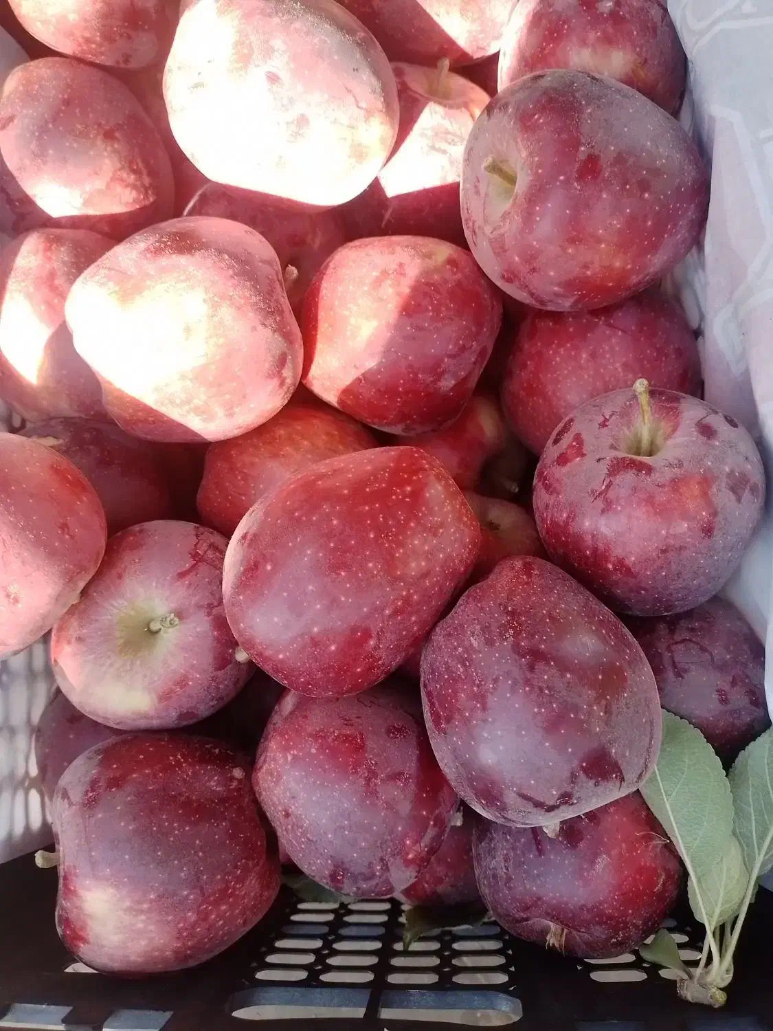 سیب شیخمیری درجه یک|خوردنی و آشامیدنی|سارال, |دیوار