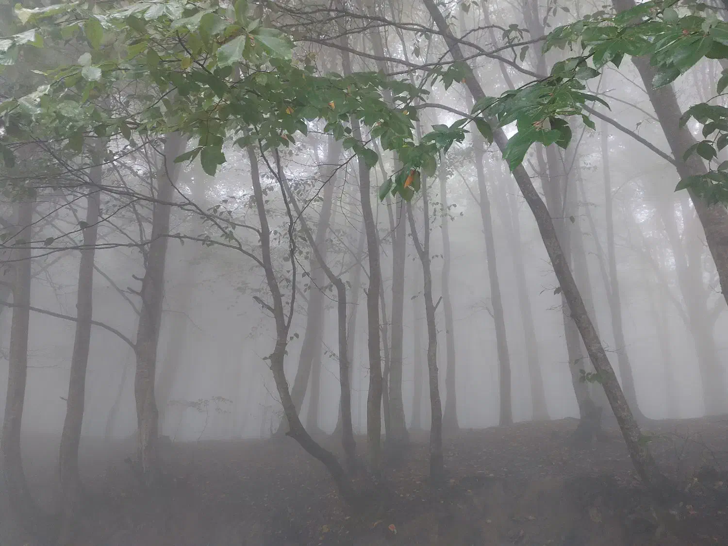 زمین تجاری خیابان بنیاد شهید میبد|فروش زمین و ملک کلنگی|میبد, |دیوار