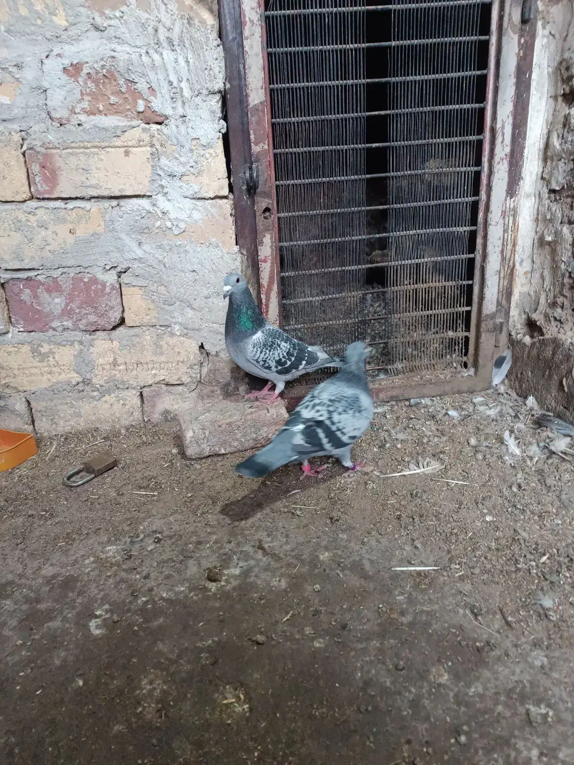 کفتر آلمانی ضمانتی مسافتی|پرنده|بیرجند, |دیوار