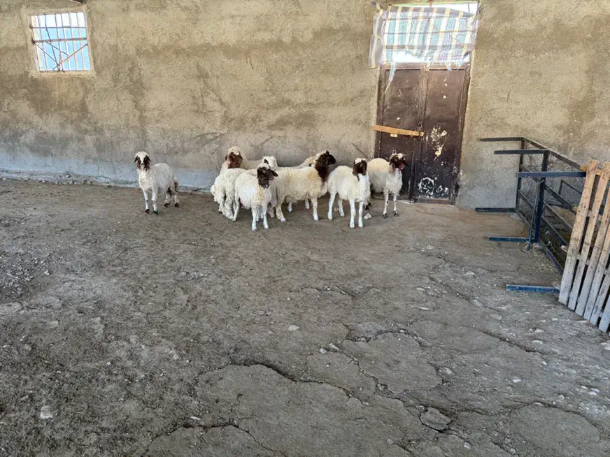 فروشی|حیوانات مزرعه|بدره, |دیوار