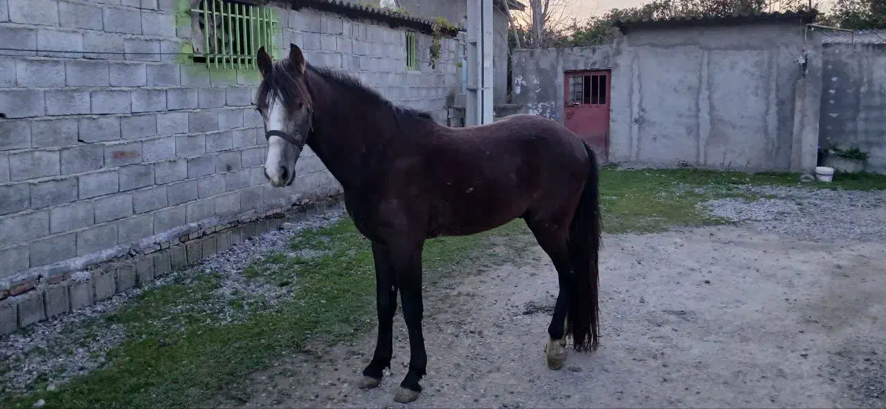 اسب یورقه سردمگیر|اسب و تجهیزات اسب‌سواری|آمل, |دیوار