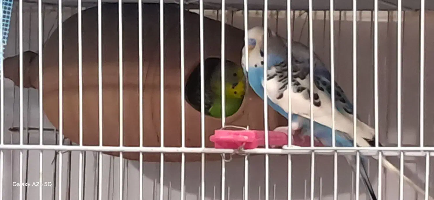 مرغ عشق همراه با جوجه هاشون|پرنده|نیشابور, بلوار گلها|دیوار