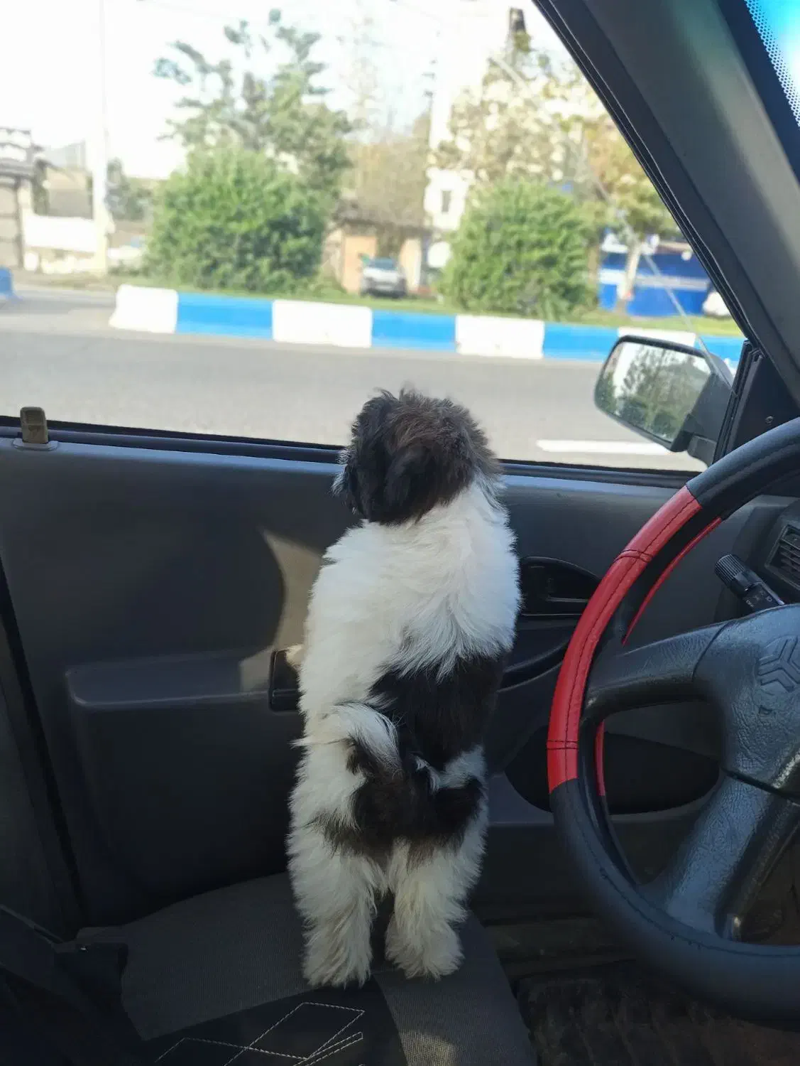 توله سگ|سگ|ماکلوان, |دیوار