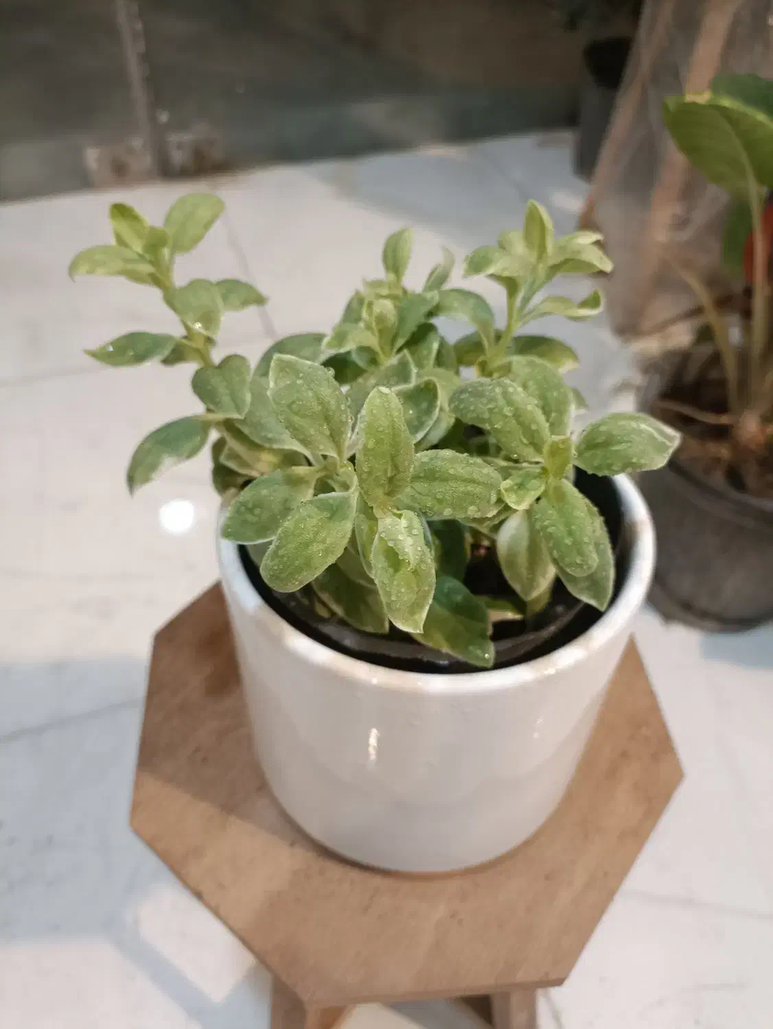 گل یخ برفی ارسال رایگان + هدیه|گل و گیاه طبیعی|مشهد, سناباد|دیوار