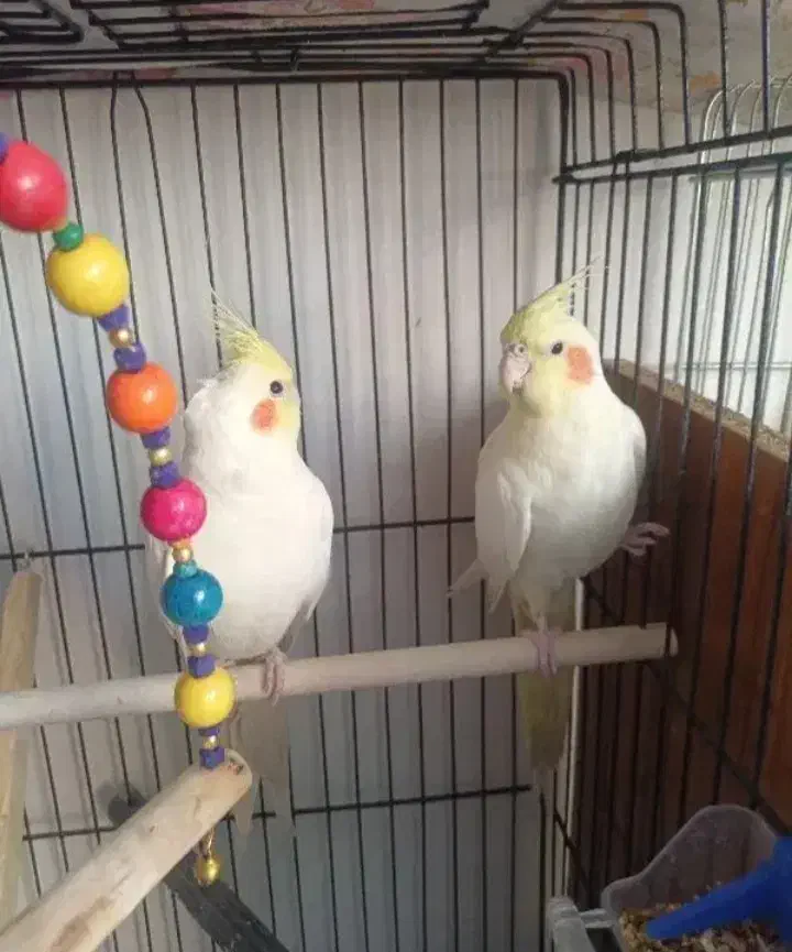 انواع عروس هلندی لوتینو|پرنده|اندیمشک, |دیوار