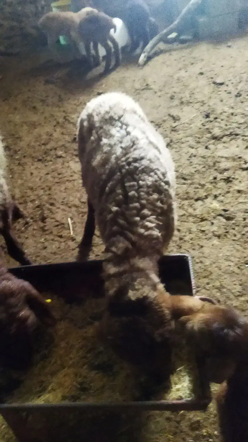 بره همو هارو ۲۰۰۰۰۰۰۰|حیوانات مزرعه|شیروان (خراسان), |دیوار