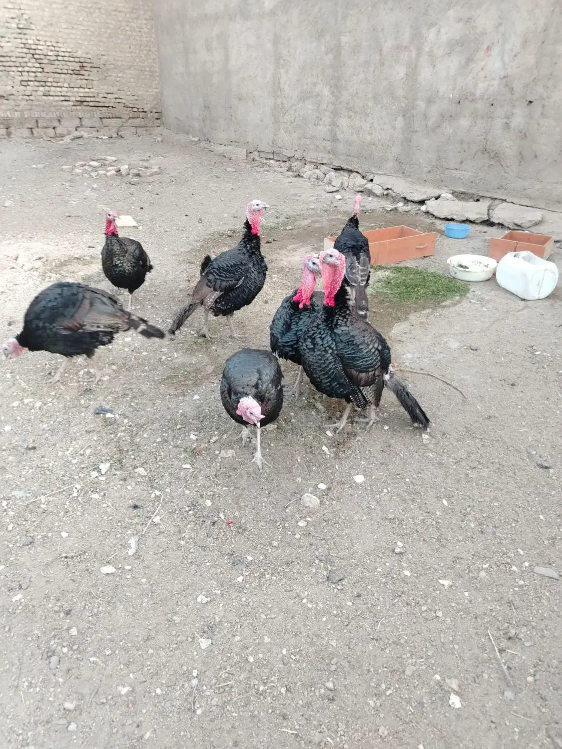 بوقلمون نر محلی|حیوانات مزرعه|بوکان, |دیوار