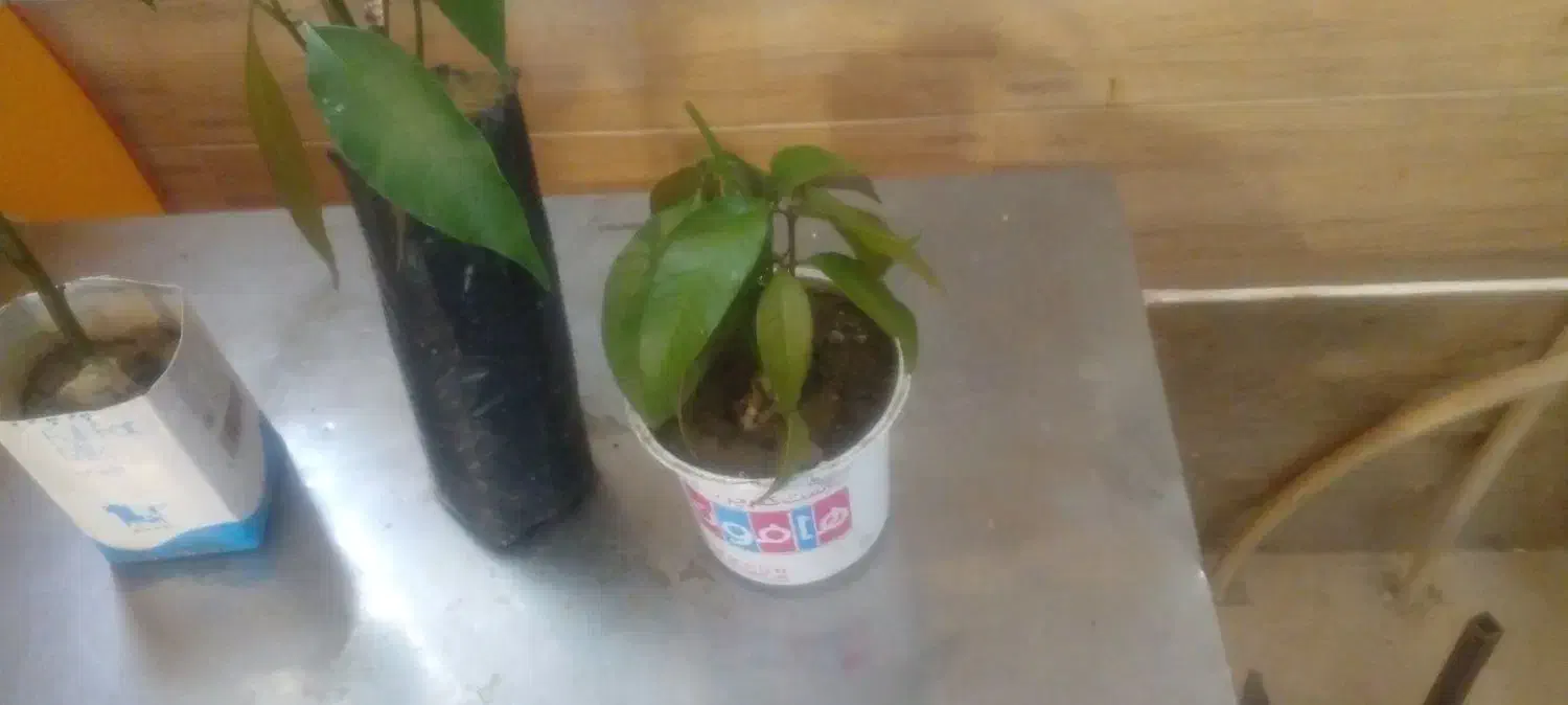 16 اصله نهال انبه|گل و گیاه طبیعی|جیرفت, |دیوار
