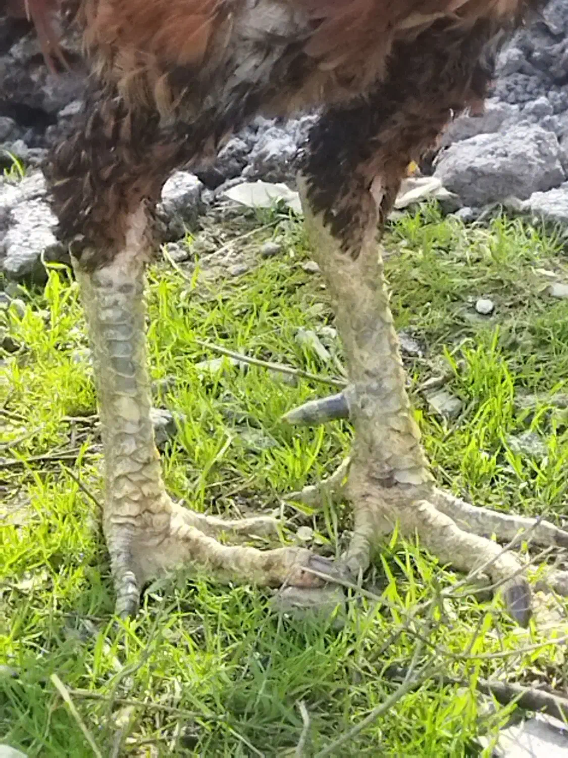 خروس لاری اصیل|حیوانات مزرعه|رودبنه, |دیوار