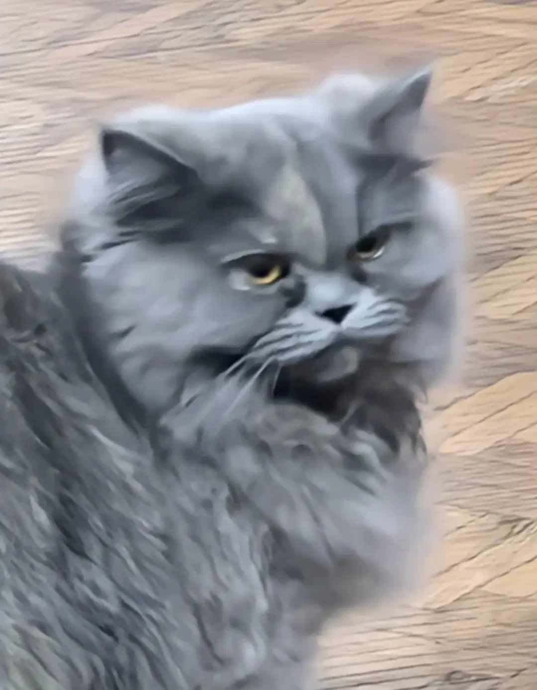 گربه british|گربه|شیراز, فرهنگ شهر|دیوار