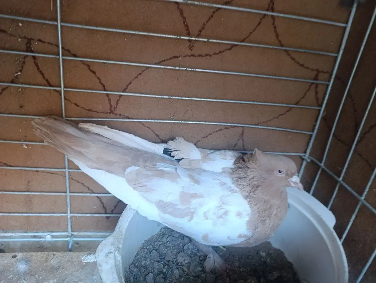 نر سینه زرد|پرنده|مبارکه, |دیوار