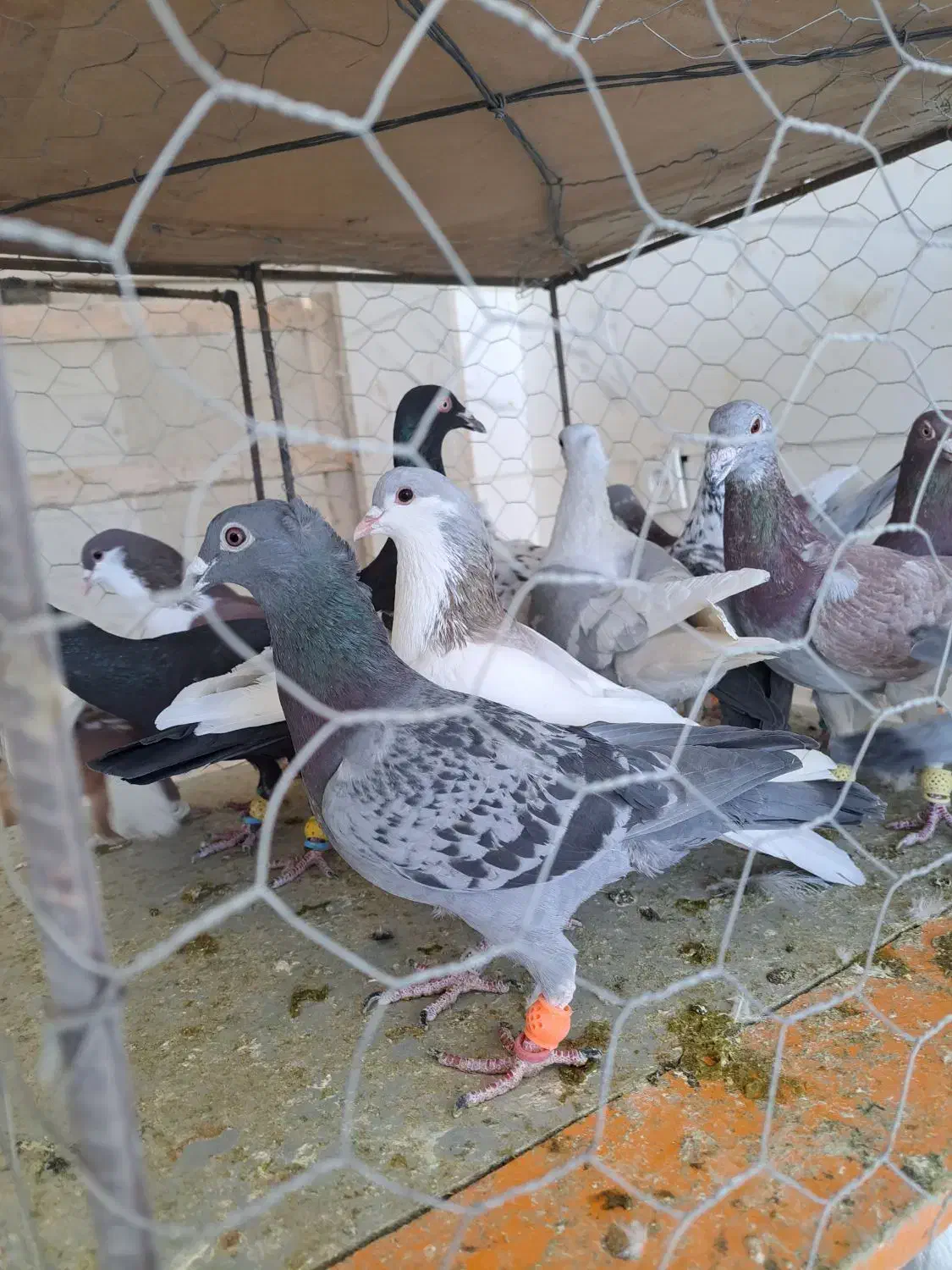 کبوتر ی بوم|پرنده|دشتابی, |دیوار