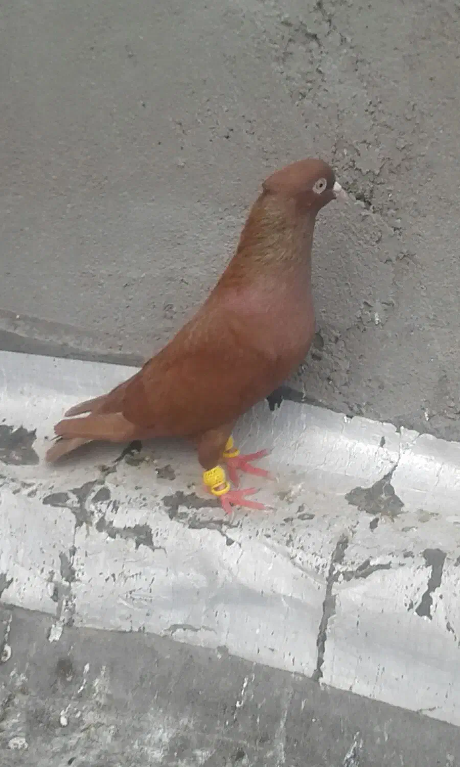 سرخ|پرنده|کارون, |دیوار