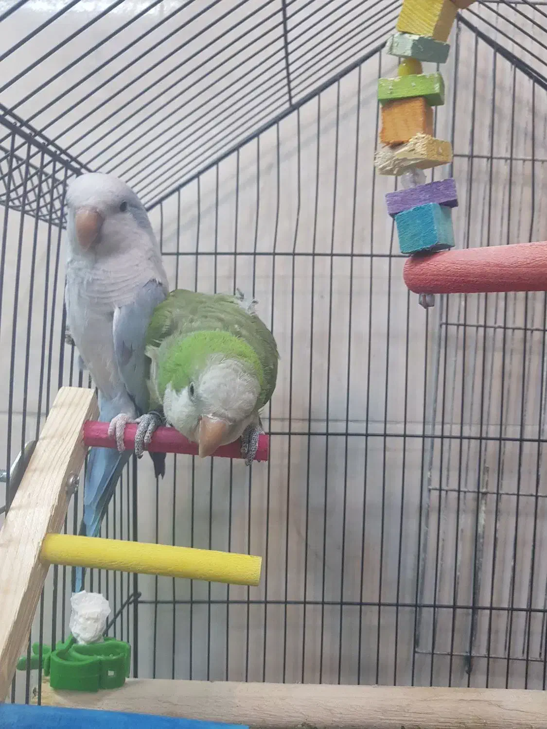 طوطی راهب جفت مولد|پرنده|شاهنجرین, |دیوار