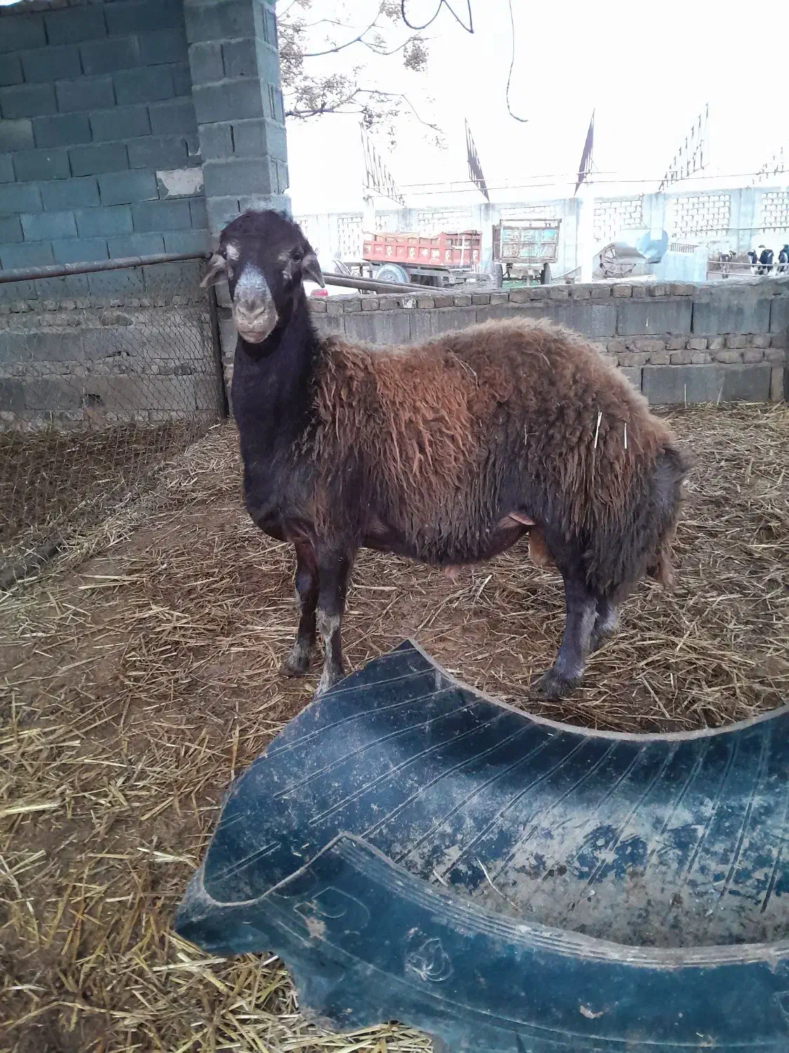 بره تخمی و قصابی|حیوانات مزرعه|گرگان, |دیوار