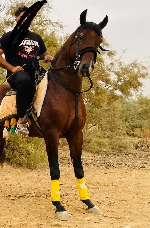 اسب عرب|اسب و تجهیزات اسبسواری|تهران, راه آهن|دیوار