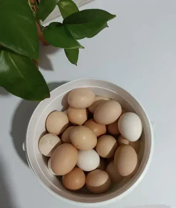 تخم مرغ رسمی|خوردنی و آشامیدنی|قم, هفت تیر|دیوار