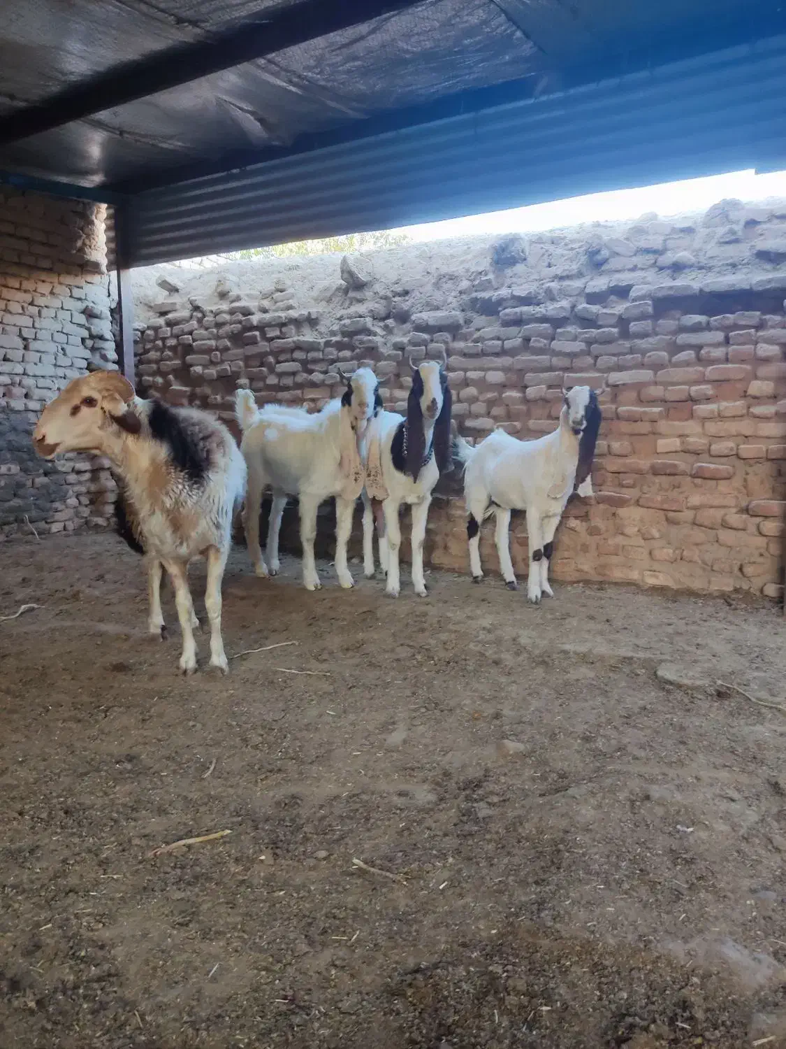 بزغاله گلابی پتیری|حیوانات مزرعه|فریمان, |دیوار