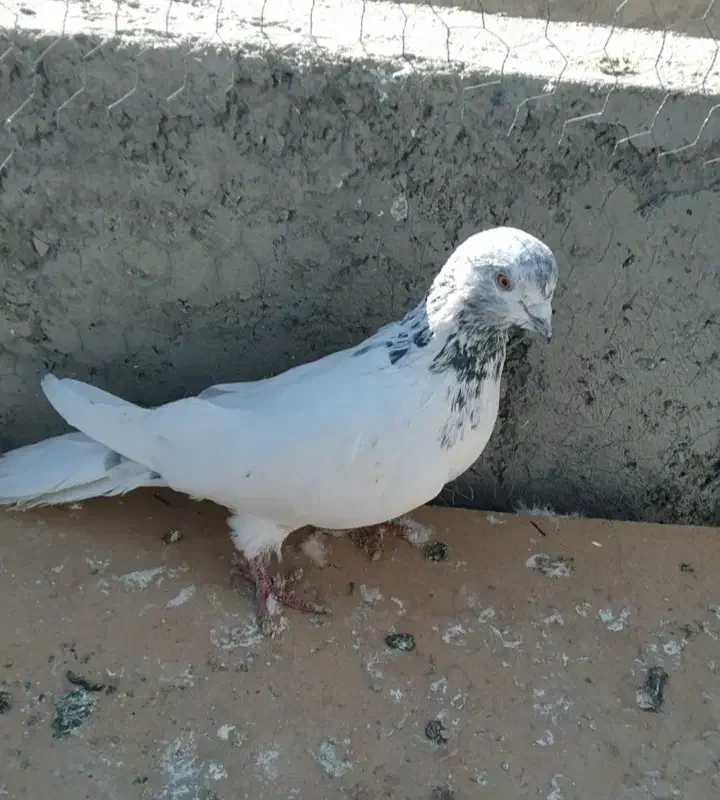 کفتر|حیوانات|اسلام‌شهر, شهرک قائمیه|دیوار