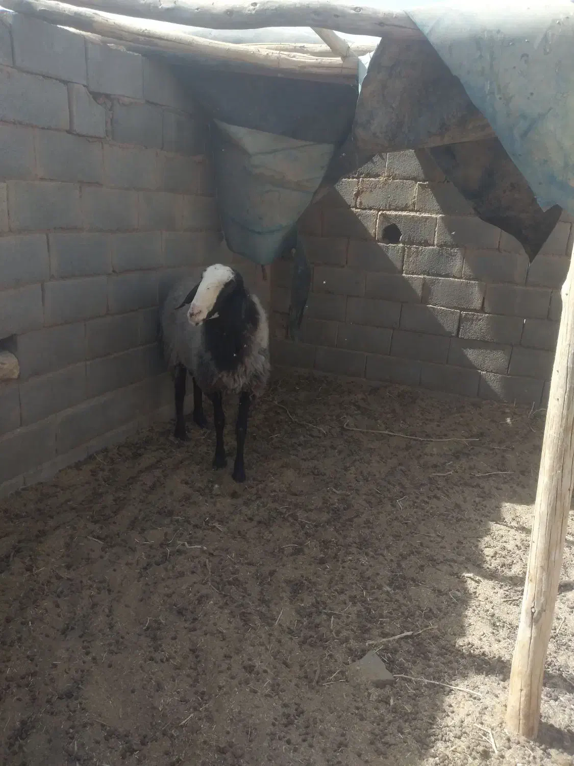 قوچ شال|حیوانات مزرعه|مهریز, |دیوار