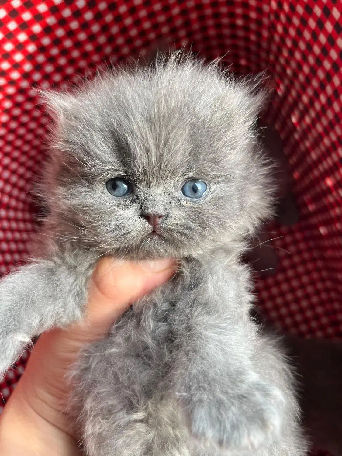 گربه بلو چشم پرتقالی اصیل|گربه|چالوس, |دیوار