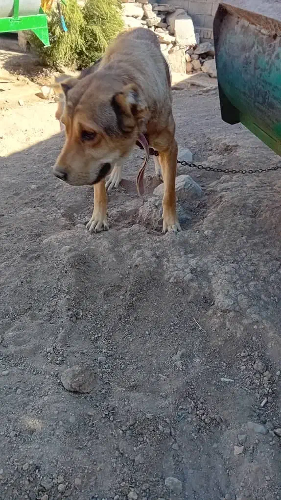 سگ سرابی فی ۱۰|سگ|سراجو, |دیوار