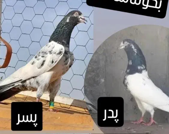 کله دم سبز تیدی نر ماده|پرنده|داران, |دیوار