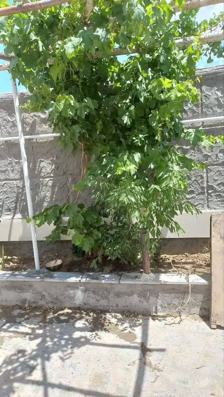 خانه اجاره ای جای خوش آب و هوا|اجارهٔ خانه و ویلا|قاهان, |دیوار