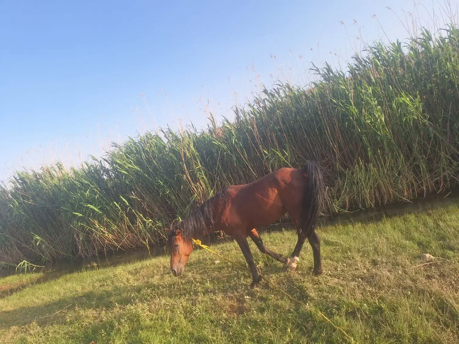 اسب|اسب و تجهیزات اسب‌سواری|رستم, |دیوار