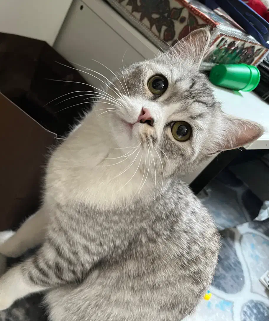 واگذاری گربه نژاد پرشین اسکاتیش|گربه|کرمان, |دیوار